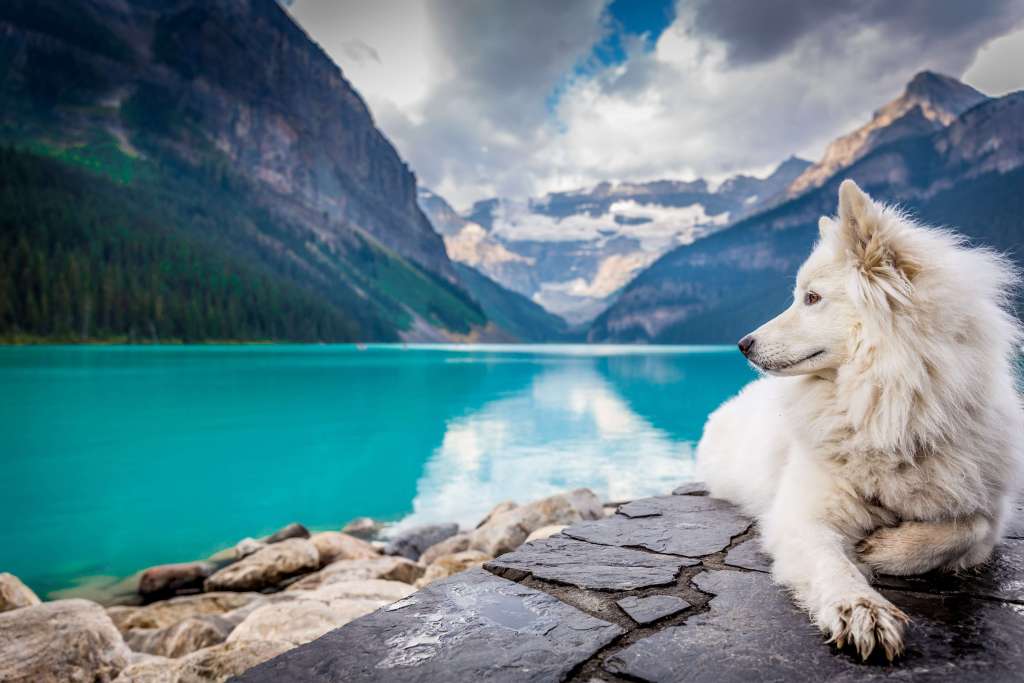 Samoyed: The Beautiful Dog Of Siberia