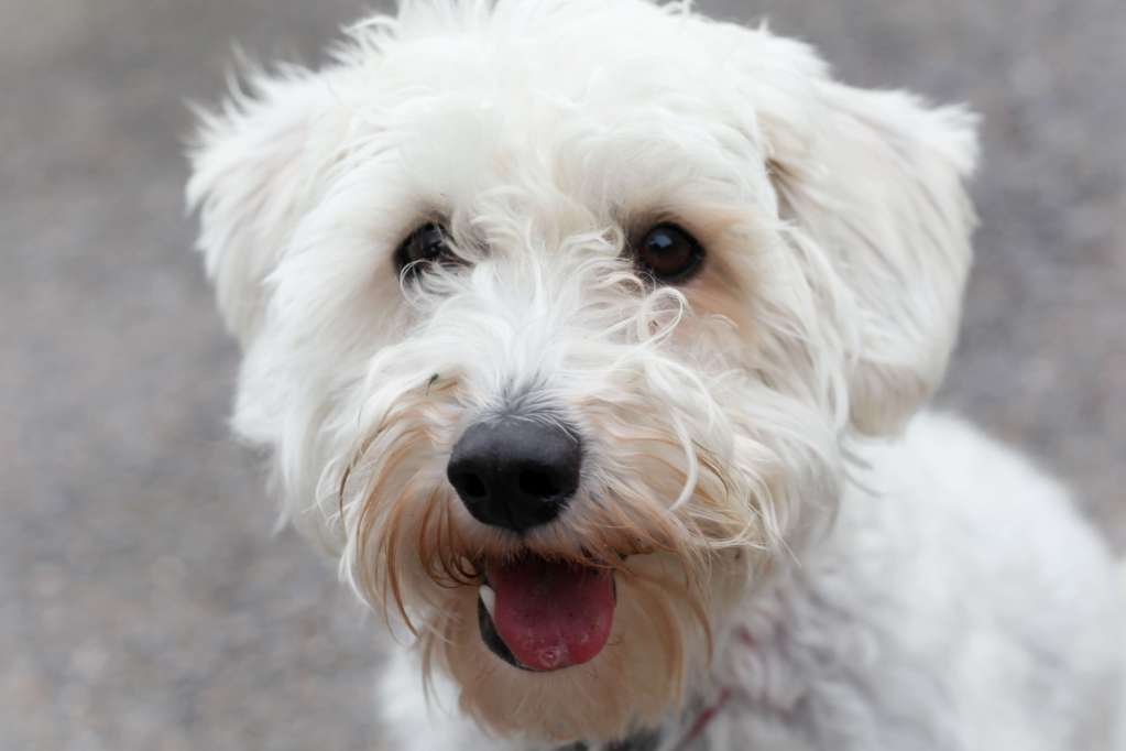Schnoodle dog breed