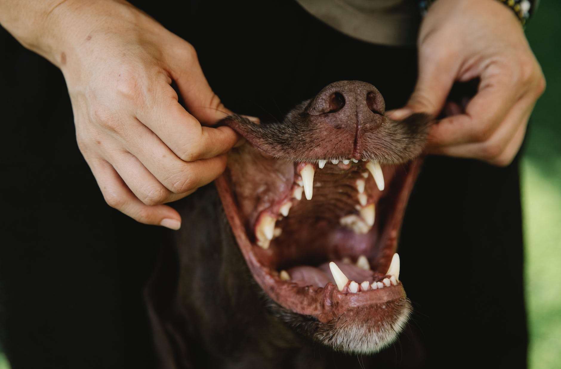 crop owner showing teeth of purebred dog outdoors