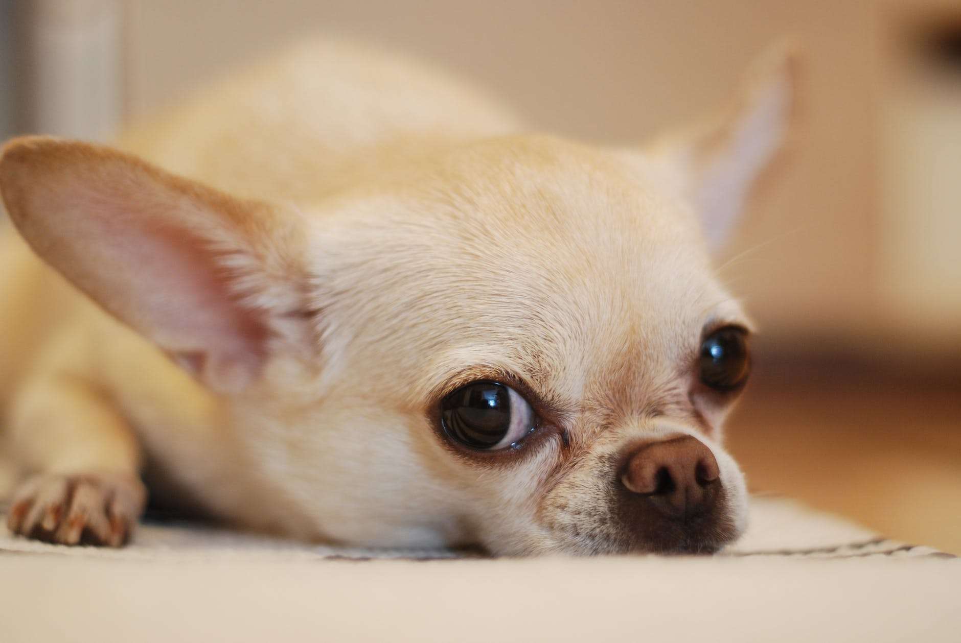 teacup chihuahua lying on white textile