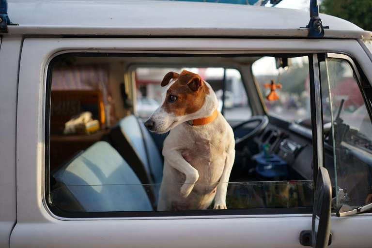 dog-friendly travel destinations