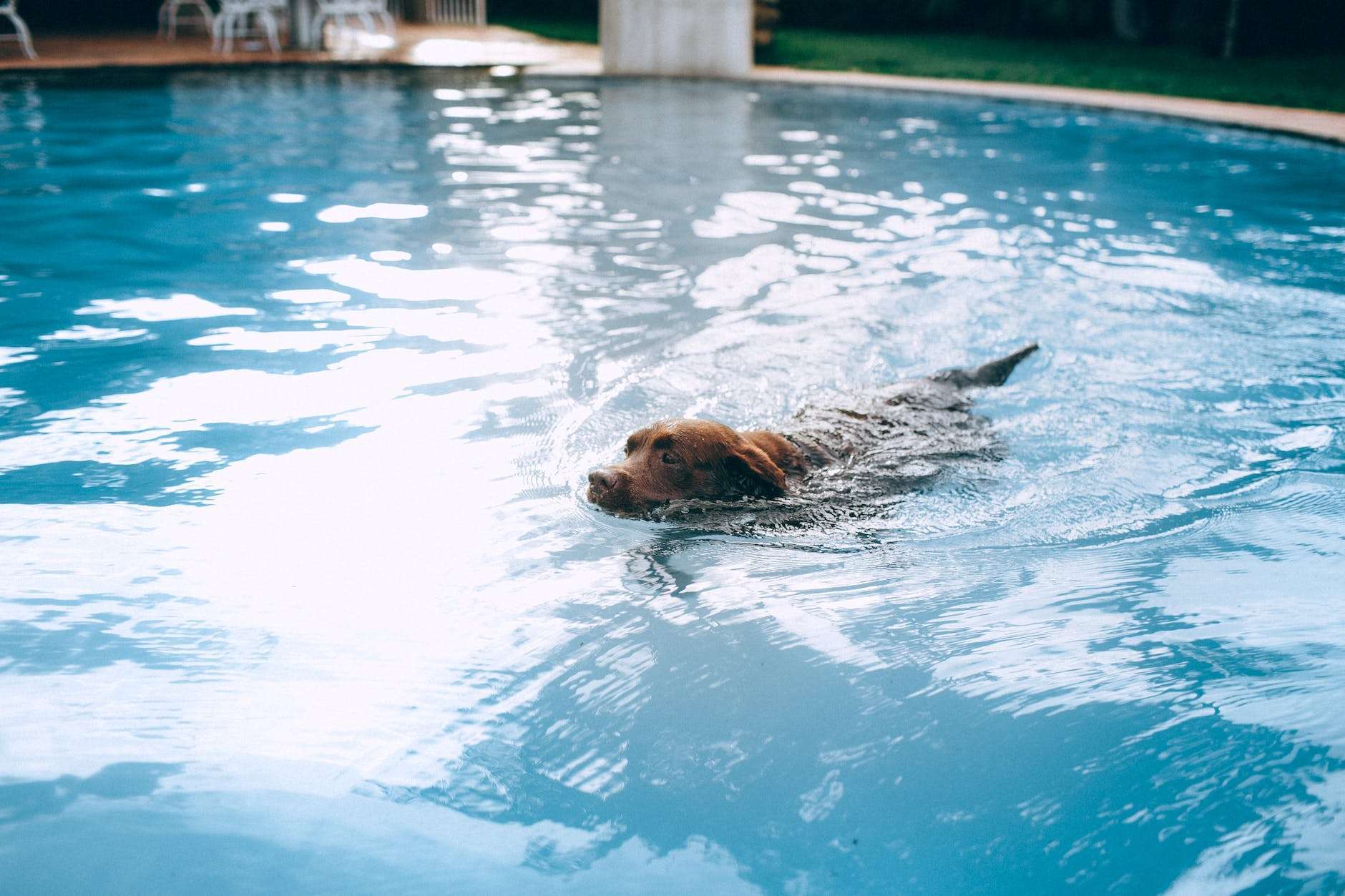 water therapy for dogs