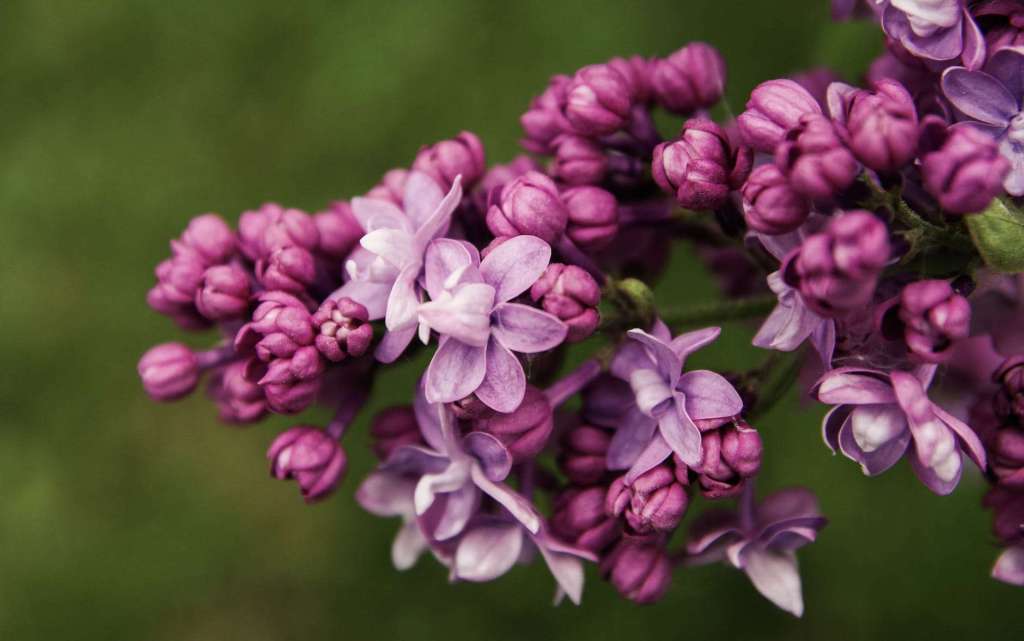 are lilac bushes toxic to dogs