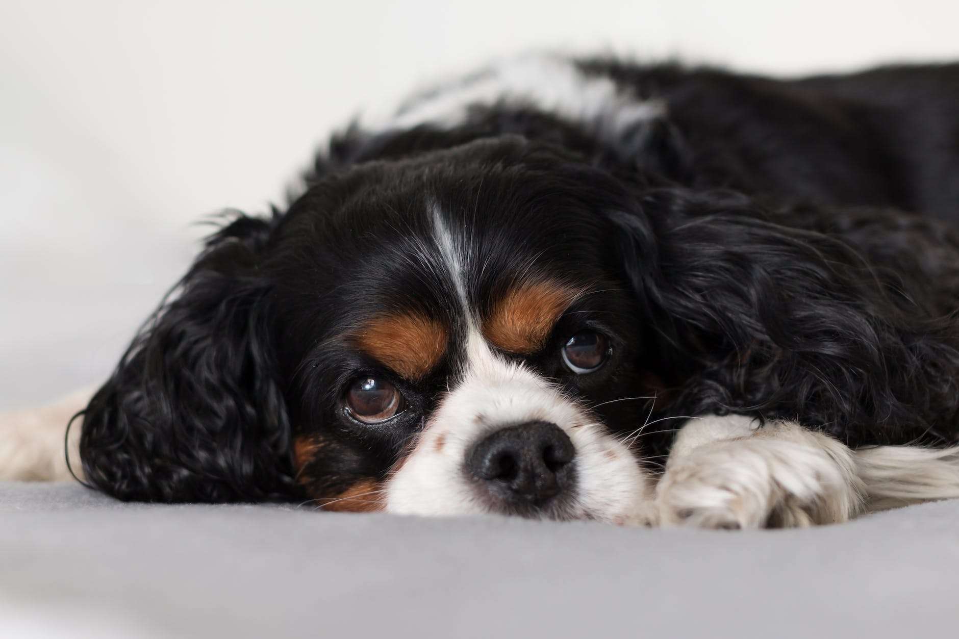 cavalier king charles spaniel puppy on bed